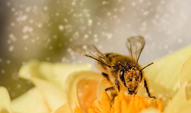 Bienensterben-Varroamilbe bedroht ganze Bienenvölker Bild