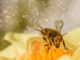 Bienensterben-Varroamilbe bedroht ganze Bienenvölker Bild