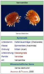 Varroamilbe-Bild-wiki